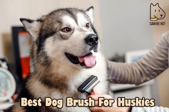 Best Dog Brush For Huskies