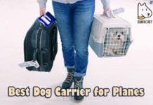 BEST Dog Carrier For Planes