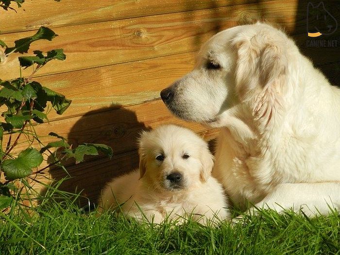 Best Dog For Baby To Grow Up With