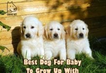 Best Dog For Baby To Grow Up With