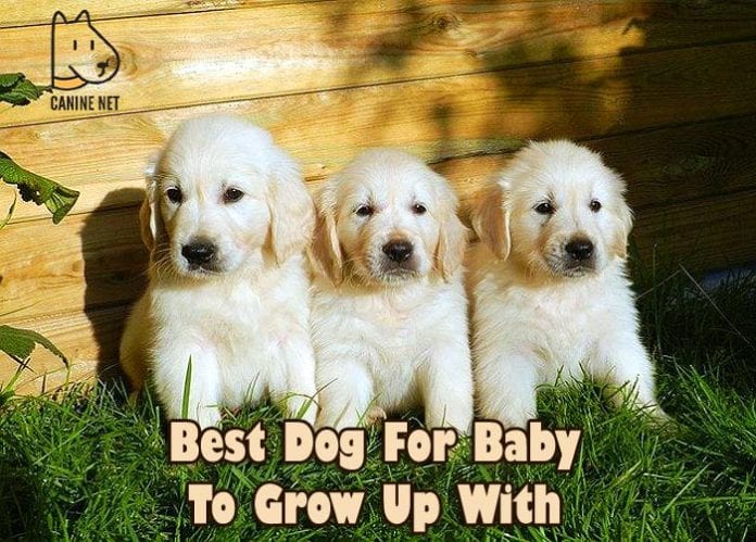 Best Dog For Baby To Grow Up With