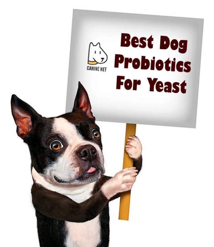 Best Dog Probiotics For Yeast