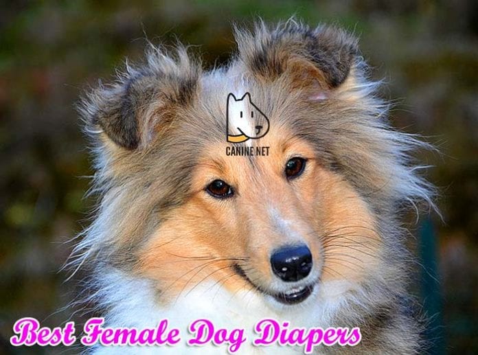 best female dog diapers