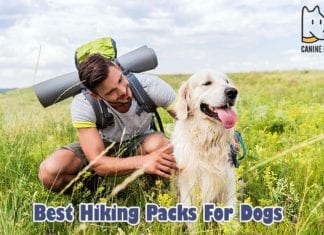 Before you start planning to hike with your dog, you have got to buy a hiking pack made just for your pup. Here are the top 10 best hiking packs for dogs.
