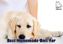 Best Homemade Diet For Dog With IBD