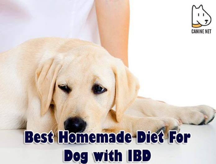 Best Homemade Diet For Dog With IBD