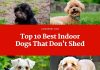 Best Indoor Dogs That Dont Shed