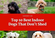 Best Indoor Dogs That Dont Shed