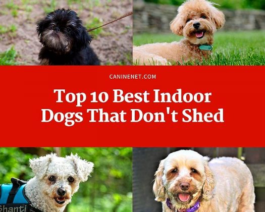 10 Best Indoor Dogs That Don't Shed In 2023 | Canine Net