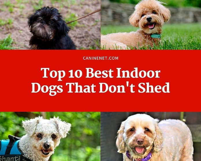 Best Indoor Dogs That Dont Shed