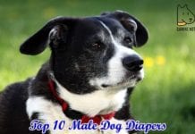 Best Male Dog Diapers