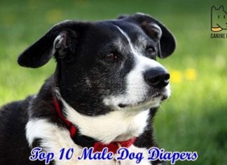 Best Male Dog Diapers