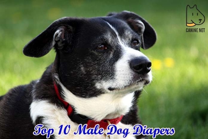 Best Male Dog Diapers