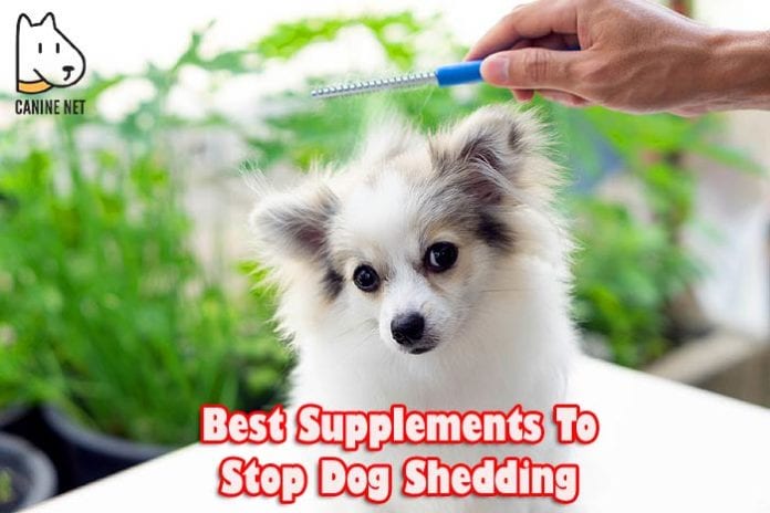 Best Supplements To Stop Dog Shedding