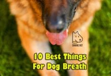 Best Things For Dog Breath