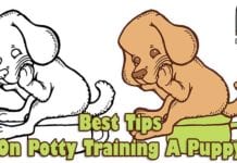 Best Tips On Potty Training A Puppy