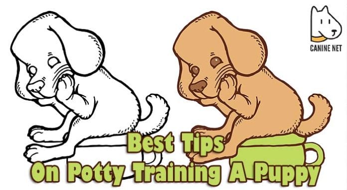 Best Tips On Potty Training A Puppy