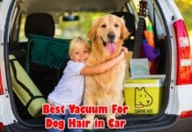 Best Vacuum For Dog Hair In Car