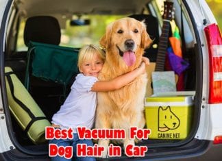 Best Vacuum For Dog Hair In Car