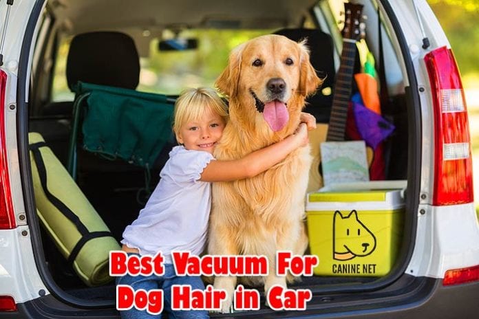 Best Vacuum For Dog Hair In Car