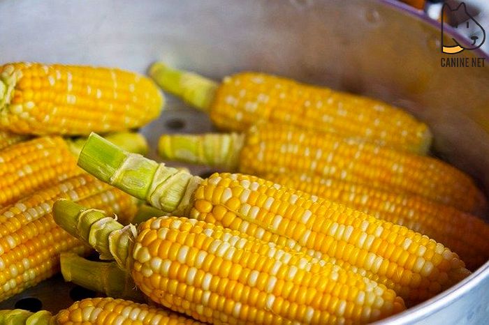 Can Corn Kill A Dog?