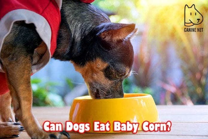 Can Dogs Eat Baby Corn?
