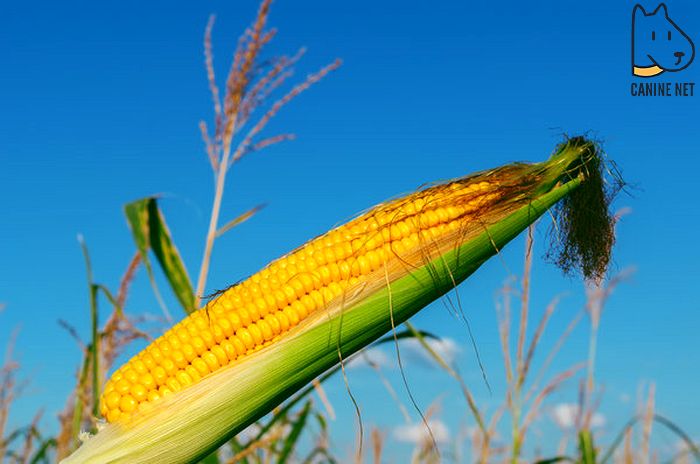 Can Dogs Eat Corn Husks?