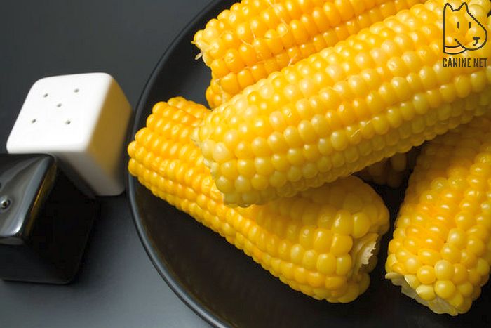 Can Dogs Eat Regular Corn?