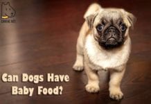 Can Dogs Have Baby Food?