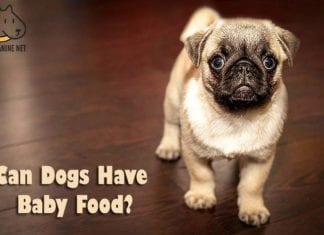 Can Dogs Have Baby Food?