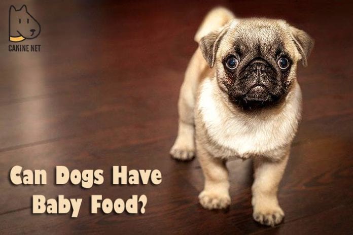 Can Dogs Have Baby Food?