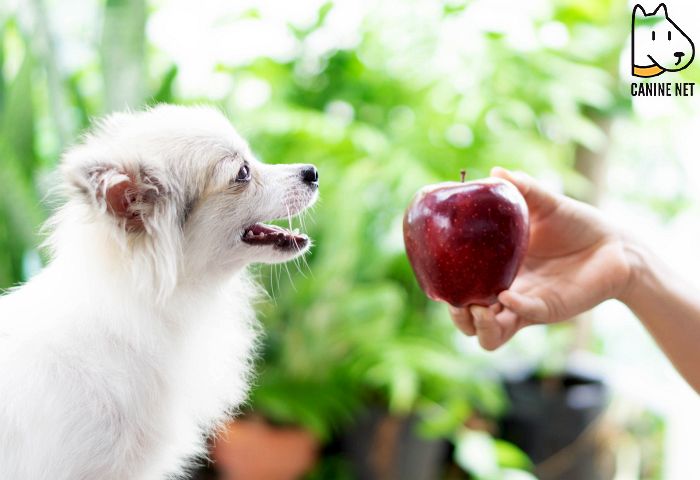 Can My Dog Eat Fruit?