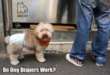 Do Dog Diapers Work?