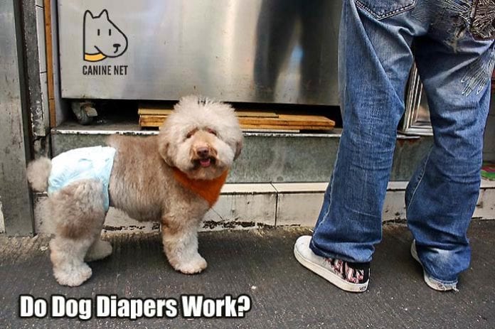 Do Dog Diapers Work?