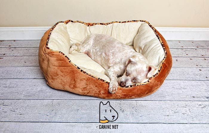 Does My Dog Need An Orthopedic Dog Bed?