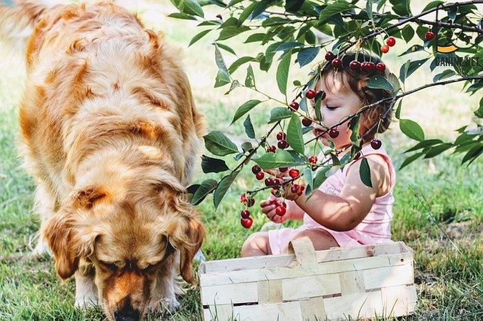 Fruits To Avoid For Your Dog