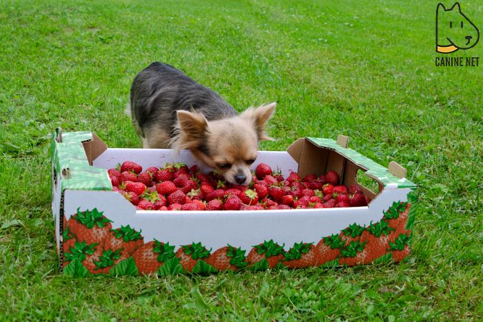 Good Fruits To Feed Your Dog