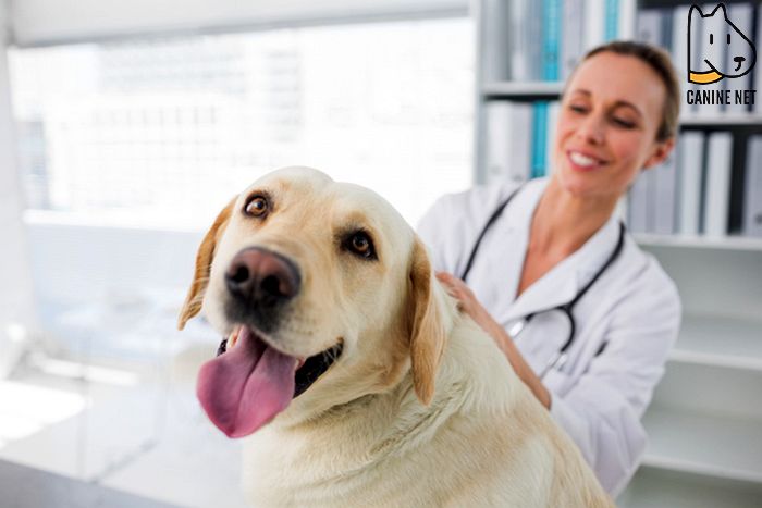 How Do Dogs Get An IBD?