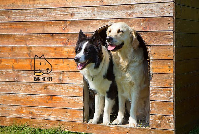 How Do You Clean An Outdoor Dog Kennel?