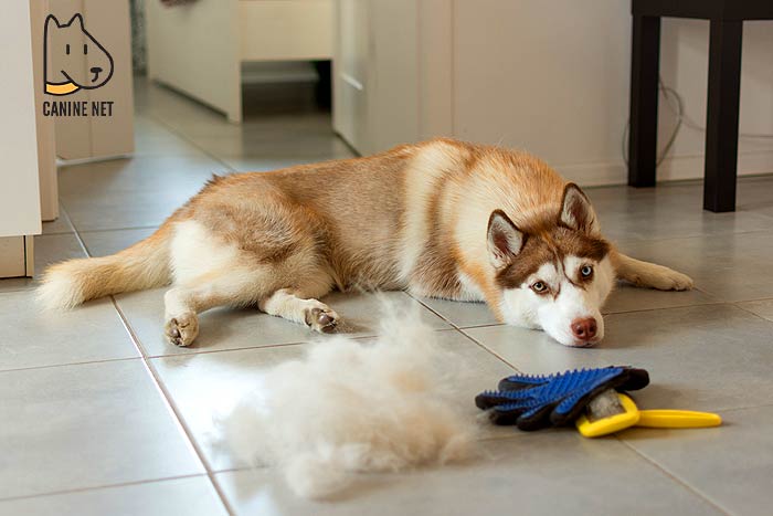 How Do You Stop A Husky From Shedding?