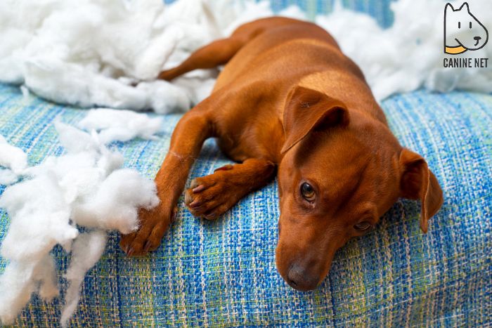 How Do You Stop A Puppy From Obsessively Biting And Chasing Its Tail?