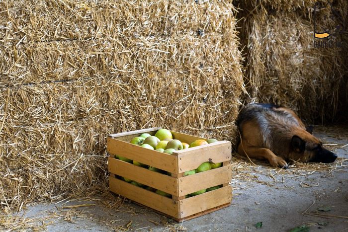 How Much Fruit Should Dogs Eat?