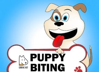 How to stop puppy biting kids?