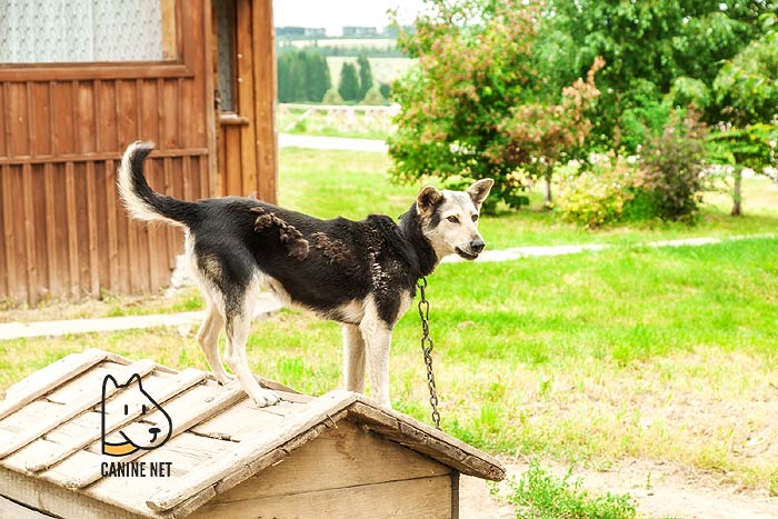 Leaving Dog In Outdoor Dog Kennel Alone