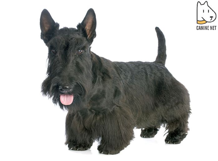 Scottish Terrier