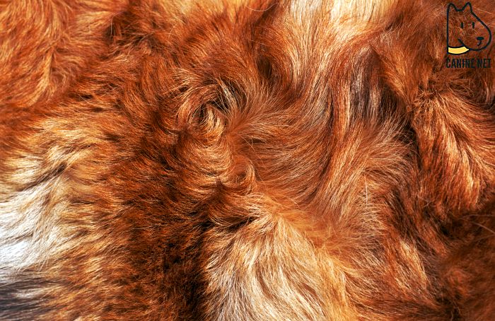 Should You Be Worried About Excess Shedding?