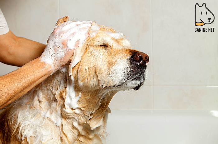Should You Cut Dog's Hair Wet Or Dry?
