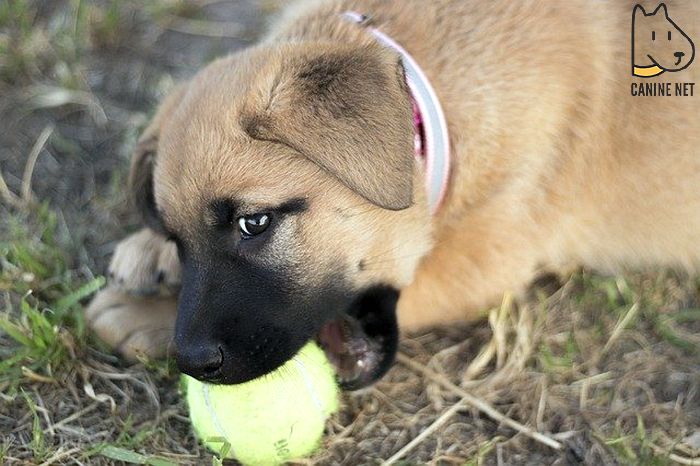 Signs Of Aggression In Puppies