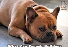 What Can French Bulldogs Not Eat?