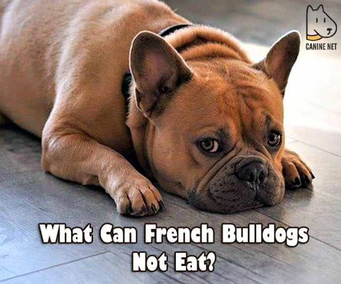 What Can French Bulldogs Not Eat?